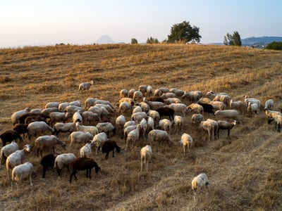 Ευλογιά αιγοπροβάτων: 80 νέα κρούσματα  ...
