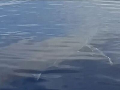 Λευκός καρχαρίας εντοπίστηκε ανοιχτά της...