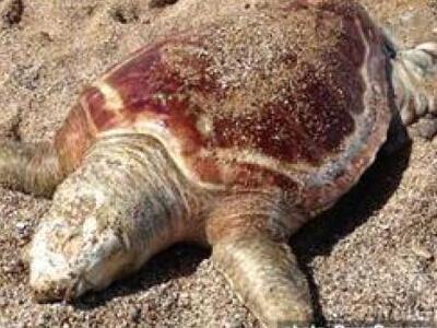 Πρέβεζα: Νεκρή θαλάσσια χελώνα στο λιμάνι