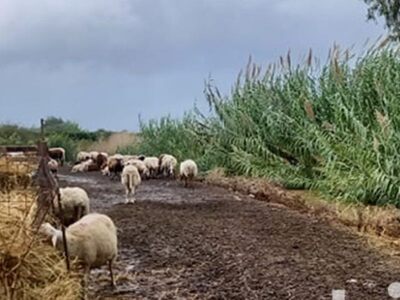 Ηλεία: Προβλήματα από την κακοκαιρία στο...