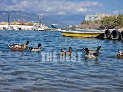 Πάπιες προσφέρουν σπαρταριστό θέαμα στο ...