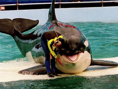 H Λολίτα σε παράσταση του Miami Seaquari...