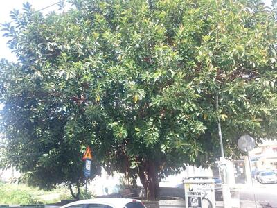 Ο τεράστιος φίκος Γεωργίου Ολυμπίου και ...