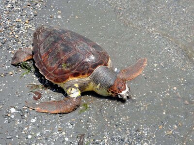 Βρέθηκε νεκρή χελώνα καρέτα-καρέτα 