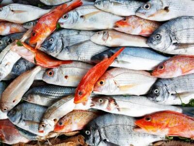 Κατασχέθηκαν αλιεύματα στην Ιχθυόσκαλα Π...