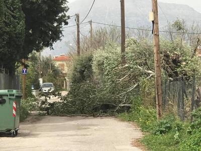Έπεσε δέντρο στο Ρίο λόγω των ανέμων - ΦΩΤΟ
