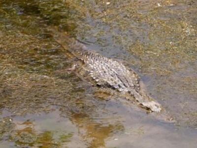Ολιβιέ Μπερά εναντίον Σήφη, μέρος 2ο