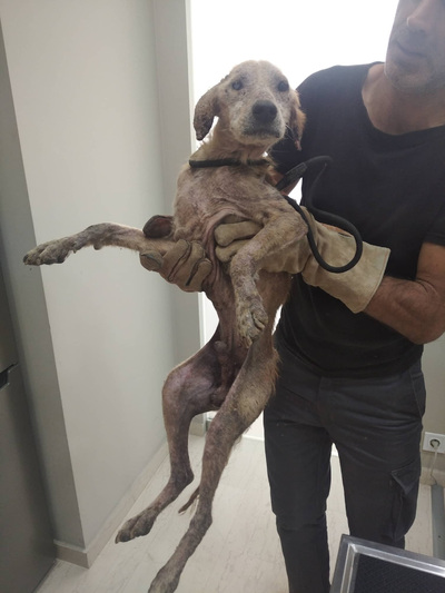 ΗΛΕΙΑ: ΒΙΝΤΕΟ και ΦΩΤΟ που προκαλούν ανατριχίλα! Έσωσαν σκύλο φάντασμα