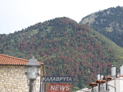 Γιατί ξεραίνονται τα έλατα στον Χελμό κα...