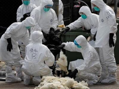 Συναγερμός για τη γρίπη των πτηνών μετά ...