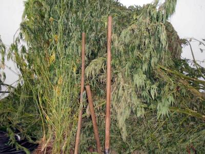 Ηλεία: Tα δενδρύλλια κάνναβης ήταν..ορφανά