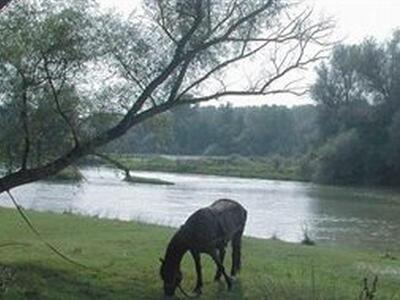 Πάτρα: Η μεγάλη φυγή της… τσιπούρας. Σήμ...
