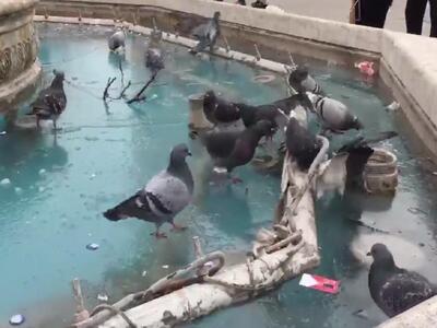 Περιστέρια κάνουν πατινάζ σε παγωμένο συ...