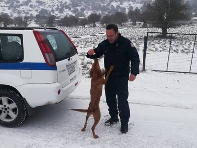 Ερύμανθος Αχαϊας: Αστυνομικοί έσωσαν σκύ...