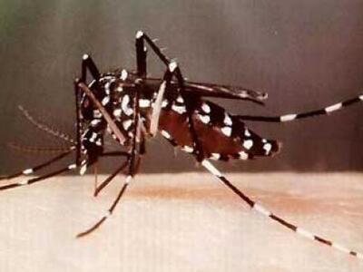 Πάτρα: Μέτρα για την αντιμετώπιση των κουνουπιών