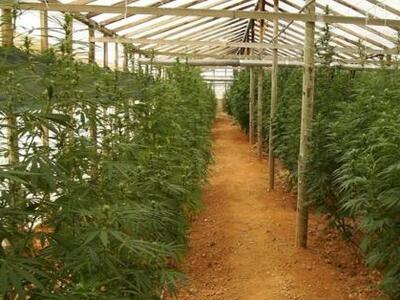 Βρήκαν θερμοκήπια με 1.500 χασισόδεντρα ...