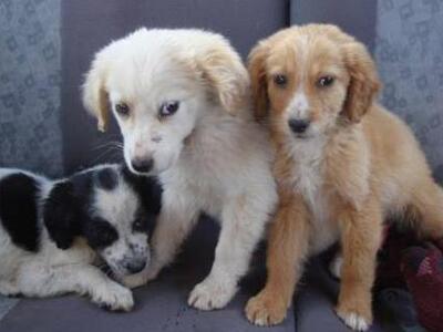 «Καμπανάκι» κτηνιάτρων για τα αδέσποτα στο Αγρίνιο