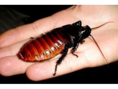 Πάτρα: Kατσαρίδες βγήκαν... παγανιά στον...