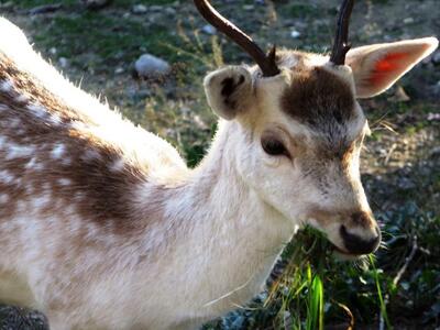 Κωφάλαλος σώζει ελάφι από το θάνατο - ΔΕ...