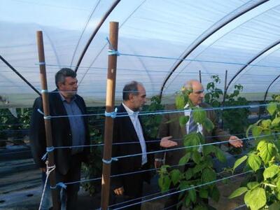 Αχαϊα: Σε πρότυπες καλλιέργειες ο αναπλη...