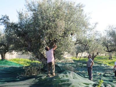 Αχαϊα: Συγκέντρωση ελαιοπαραγωγών το Σάβ...