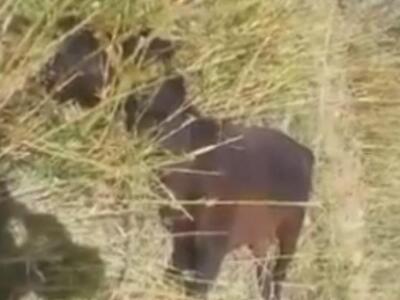 Πάτρα: Δυσάρεστα τα νέα για το άλογο που...