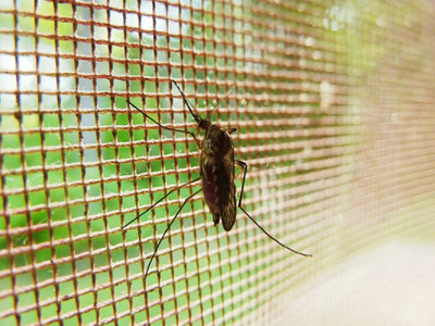 Κλιματική αλλαγή: Κίνδυνος ελονοσίας στη...