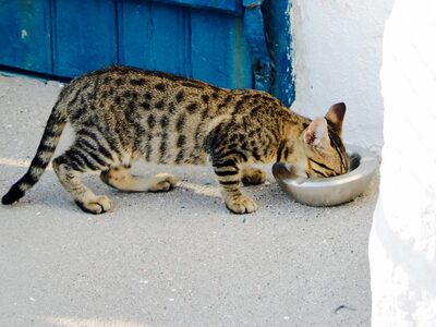 Ανατριχίλα με τα αποκεφαλισμένα ζώα στην...