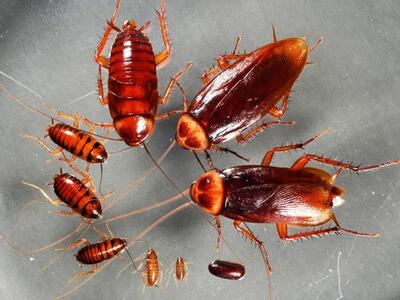 Έρευνα αποκαλύπτει γιατί οι κατσαρίδες π...