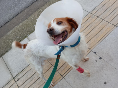 Ηλεία- Κακοποιημένος σκύλος: Εμφανίστηκε...