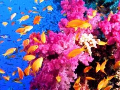 Καθαρισμός των ωκεανών με…συνθετικά κοράλλια