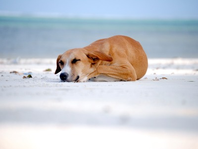 Η επαφή με κατοικίδιους σκύλους στην πρώ...