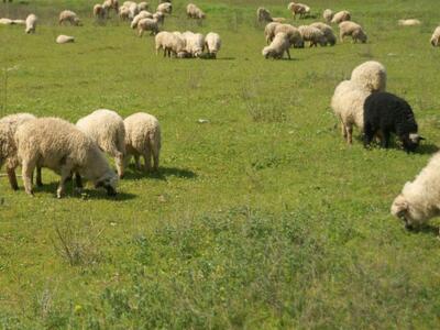 Αιτωλοακαρνανία: Έκλεψαν 11 αμνοερίφια α...