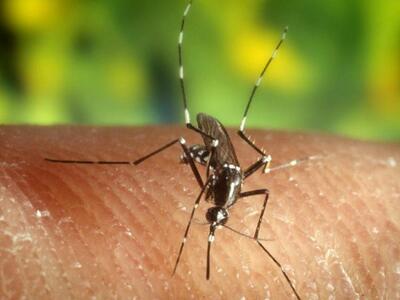 Σε έξαρση ο ιός του Δυτικού Νείλου - Ανη...