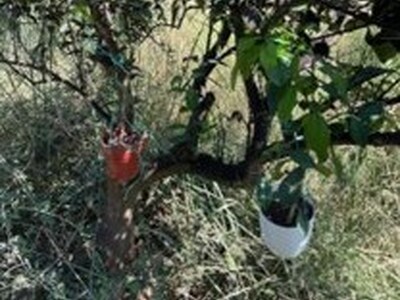  Εξαπόλυση του Encarsia smithi, φυσικού ...