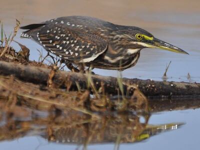 Το σπάνιο πουλί που εμφανίστηκε για πρώτ...