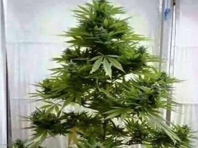 Το "καλύτερο" χριστουγεννιάτικ...