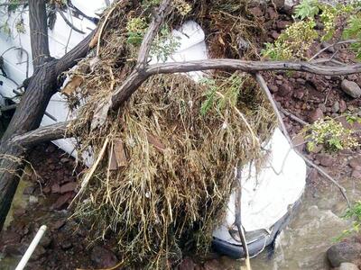 Οδηγός καταπλακώθηκε από δέντρο στην Κρήτη