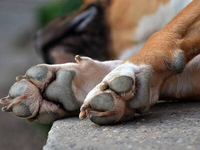 Τραγωδία στις ΗΠΑ: Αγέλη σκύλων κατασπάρ...