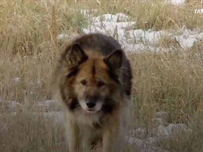 Σκύλος ζει 11 χρόνια στο σημείο που σκοτ...