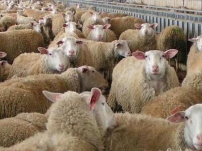 Απο βουλευτής, κτηνοτρόφος στην Ηλεία