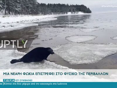Νεαρή φώκια επιστρέφει στο φυσικό της περιβάλλον