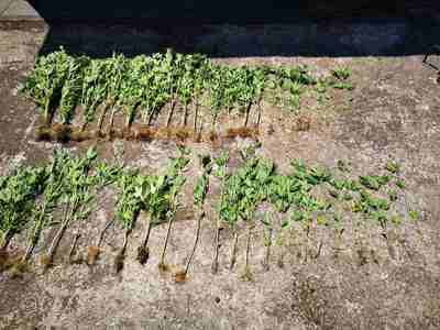 Συνελήφθη καλλιεργητής ναρκωτικών στο Μεσολόγγι 