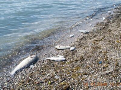 Πάτρα: Εκατοντάδες νεκρά ψάρια ξέβρασε η...