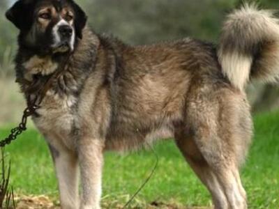 Προσπάθεια διάσωσης της φυλής των μολοσσ...