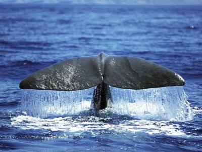 Σεμινάριο για τα θαλάσσια θηλαστικά στην Πάτρα 