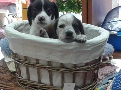 Πάτρα: Έντεκα κουτάβια βρέθηκαν σε κατάσ...