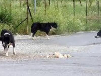 Πρέβεζα: Αδέσποτος σκύλος επιτέθηκε και ...