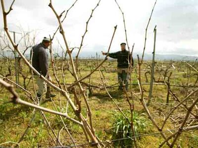 Ενίσχυση αμπελοκαλλιεργητών της Αχαίας 