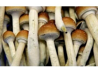 Τα ..."μαγικά" μανιτάρια του έκαναν κακό
